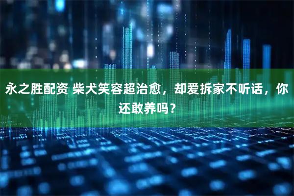 永之胜配资 柴犬笑容超治愈，却爱拆家不听话，你还敢养吗？